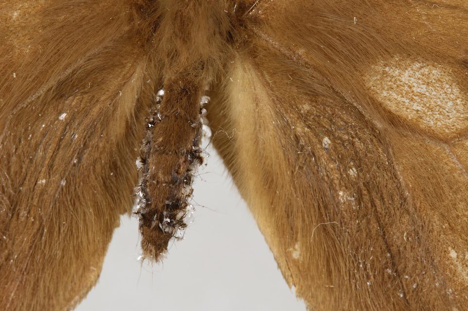 A close-up of the abdomen of a moth specimen with crystal formation